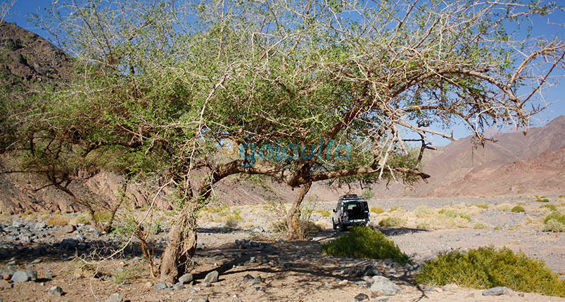 Mons Porphyrites from Hurghada | Eastern Desert
