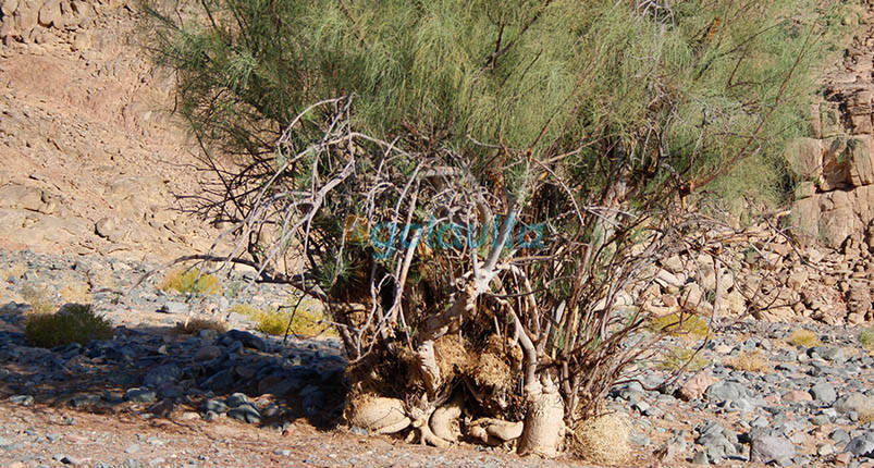 Mons Porphyrites from Hurghada | Eastern Desert