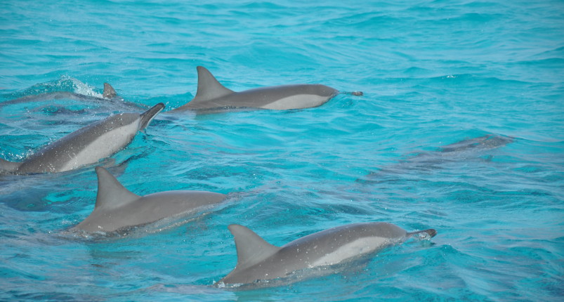 Dolphin House Reef | Dolphin House Snorkeling Tour 