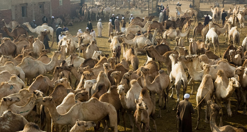 Camel Market AT Shalateen