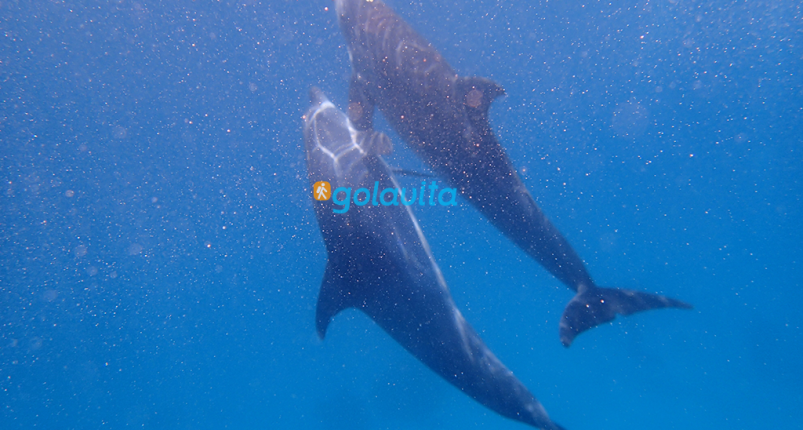 Marsa Mubarak | Marsa Shouna | Dugong Bay 