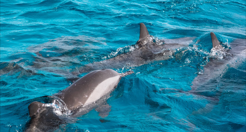 Sataya Reef | Dolphin House Marsa Alam 