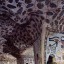 Luxor West Bank Day Tours