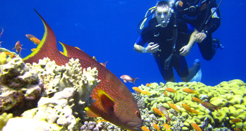 Diving Hurghada