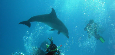 Golavita | Marsa Alam Excursions