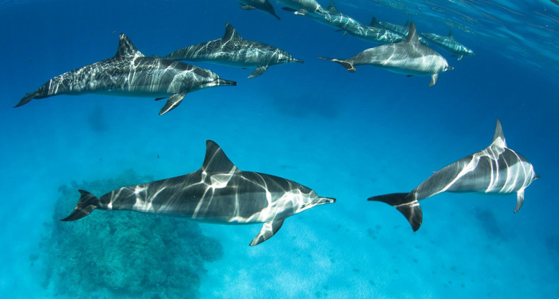 Sataya Reef | Dolphin House Marsa Alam 