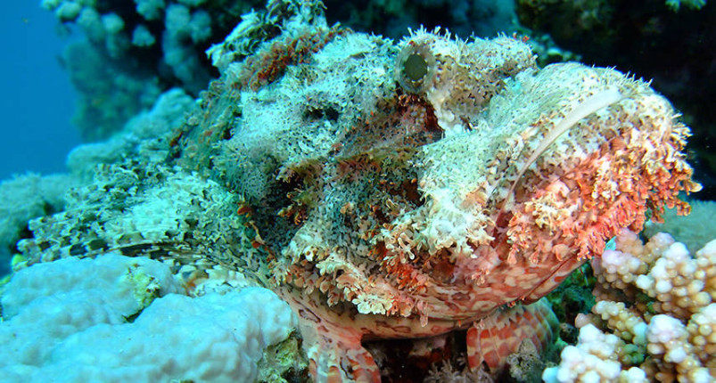 Marsa Mubarak | Marsa Shouna | Dugong Bay 