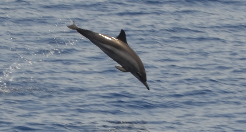 Marsa Alam Diving | Dolphin House Samadai Reef