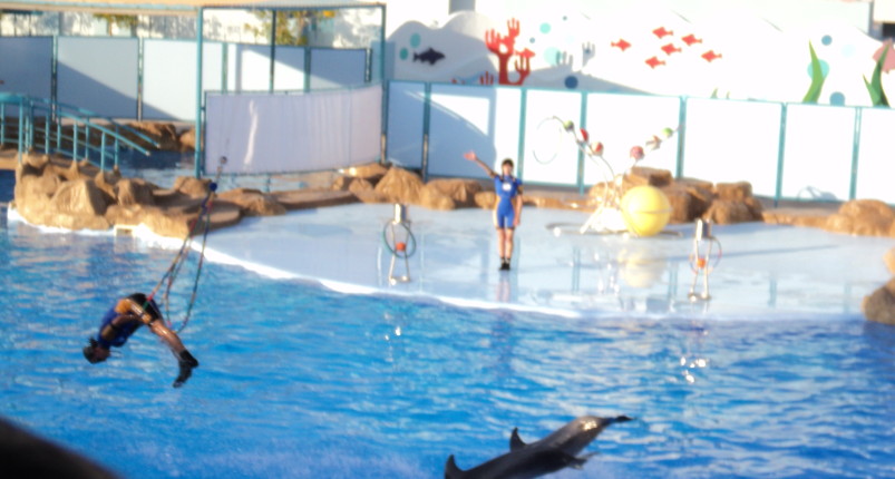 Dolphin Show Hurghada