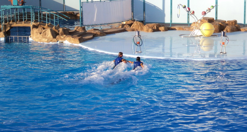 Dolphin Show Hurghada