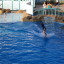 Dolphin Show Hurghada
