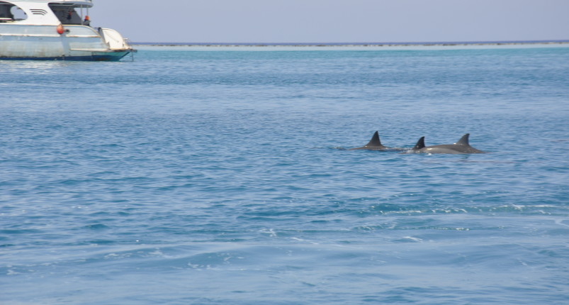 Marsa Alam Diving | Dolphin House Samadai Reef