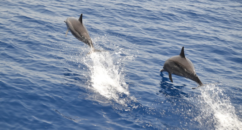 Dolphin House Reef | Dolphin House Snorkeling Tour 