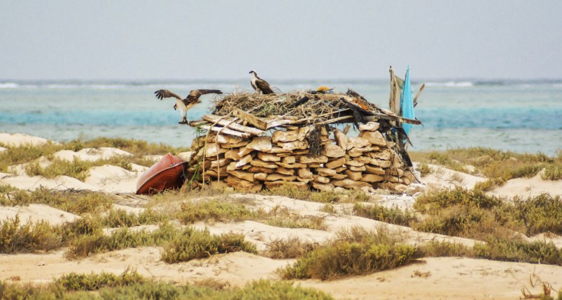 Sharm El Luli | Snorkel Full Day