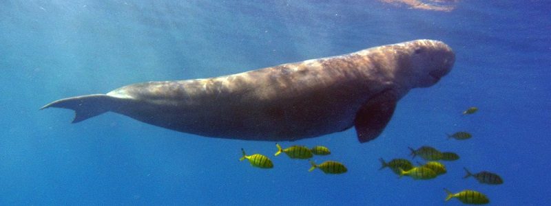 Marsa Alam Tours | Marsa Alam Excursions