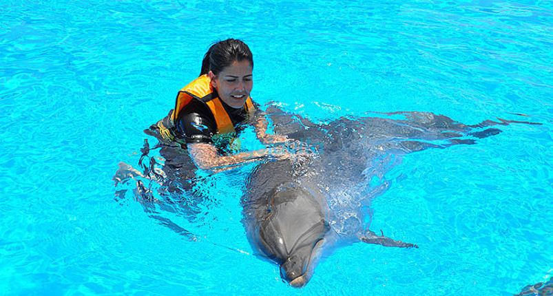 Swimming With Dolphins Hurghada 
