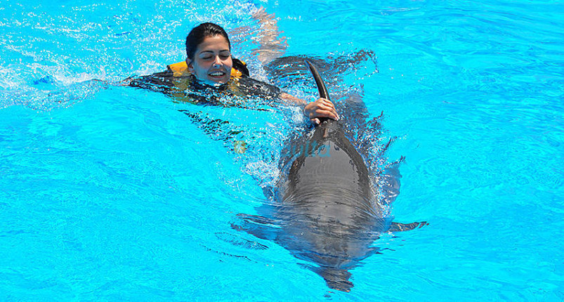 Swimming With Dolphins Hurghada 