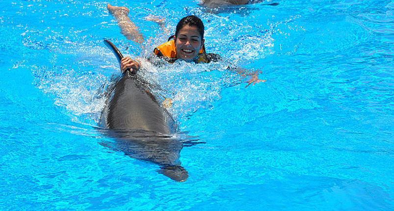 Swimming With Dolphins Hurghada 