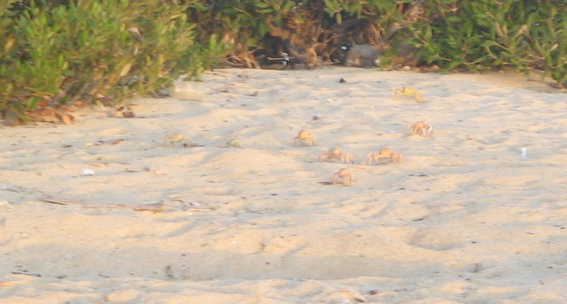 Sharm El Luli | Snorkel Full Day