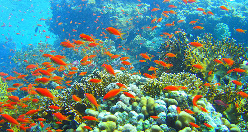 Gifton Island Hurghada 