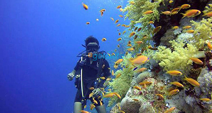 Diving Marsa Alam Two Intro Dives From Porto Ghalib Golavita   Tour Img 235 