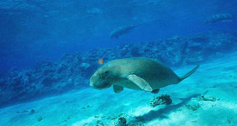Marsa Alam Snorkel 