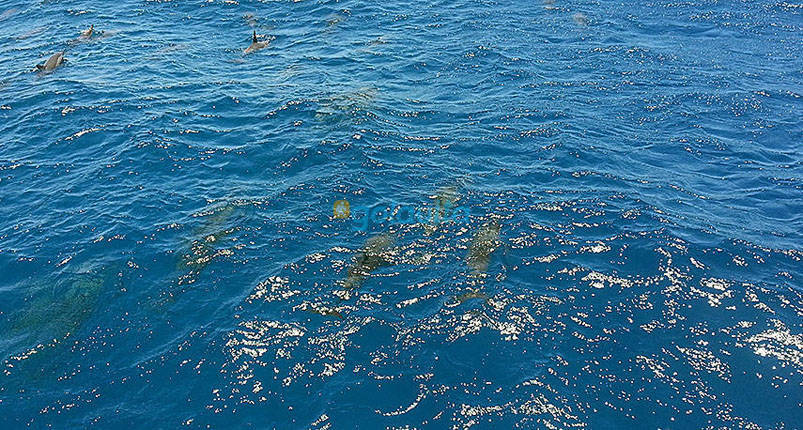 Overnight Snorkeling Trip At Sataya Reef From Marsa Alam 