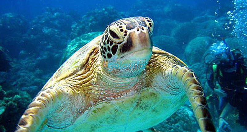 Abu Dabbab | Half day Abu Dabbab beach