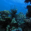 Overnight Sataya Reef Snorkeling Trip from Marsa Alam