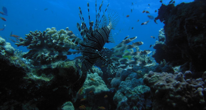 Overnight Sataya Reef 