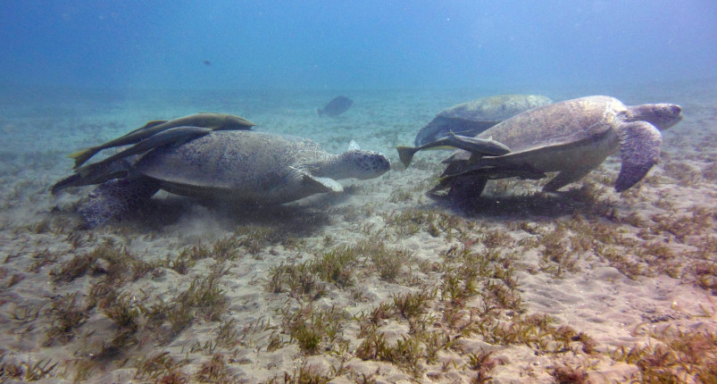 Abu Dabbab | Half day Abu Dabbab beach