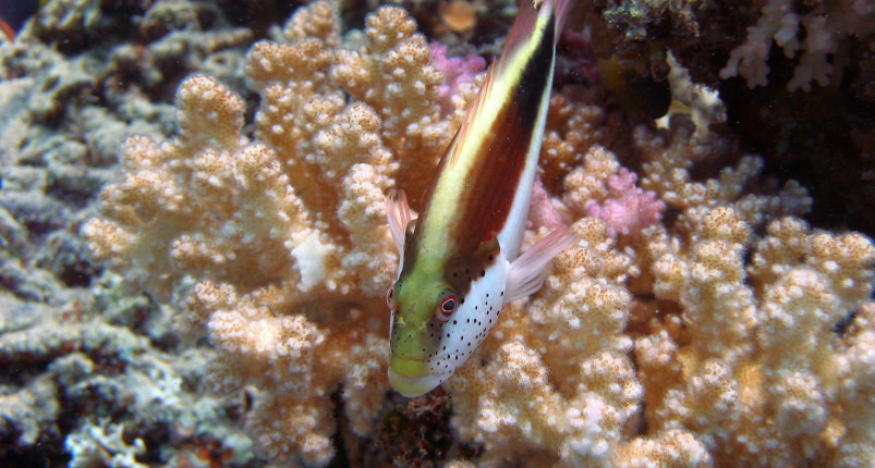 Diving Hurghada